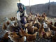 Selon l'Organisation Internationale de la Santé animale, la souche du H5N1 prélevée au Nigeria est la même que celle qui a tué des dizaines de milliers de volailles en Chine, en Europe Centrale, ou en Turquie. 

		(Photo : AFP)