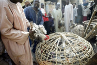 La présence du virus de la grippe aviaire dans le Nord du pays ne semble pas effrayer les Nigérians. Les marchés de Kano sont bondés.(photo : AFP)