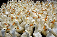 L'Algérie renforce ses dispositifs contre la grippe aviaire.(Photo: AFP)