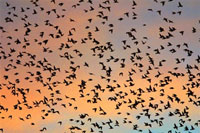 Chaque année des milliers d'oiseaux migrateurs quittent l'Afrique et reviennent en Europe au printemps.(Photo : AFP)