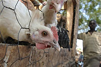 D'après l'Organisation des Nations unies pour l'alimentation et l'agriculture, l'arrivée de la grippe aviaire en Afrique risque d'avoir des conséquences «<i>catastrophiques</i>». (Photo: AFP)