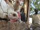 Poulets sur un marché en Afrique.(Photo: AFP)