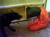 Février 2006 : un détenu à la prison d’Abou Ghraïb. L’administration américaine avait toujours nié la pratique de la torture sur des prisonniers.(Photo : AFP)
