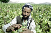 Récolte de l'opium dans un champ de pavot en Afghanistan.(Photo : AFP)