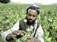 Récolte de l'opium dans un champ de pavot en Afghanistan.(Photo : AFP)