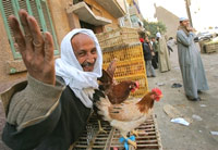 Au Caire, de nombreux habitants élèvent des poulets et les vendent dans la rue.(Photo : AFP)