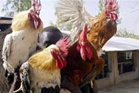 Elevage au Niger. Le constat qui s'impose est celui d'une Afrique désemparée face à la grippe aviaire.(Photo: AFP)