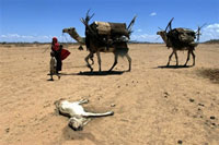 L'Éthiopie est actuellement frappée par une sévère sécheresse. Dans la région de Geladid (photo), dans le sud-ouest éthiopien, des nomades en quête d'eau.(Photo : AFP)
