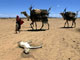 L'Éthiopie est actuellement frappée par une sévère sécheresse. Dans la région de Geladid (photo), dans le sud-ouest éthiopien, des nomades en quête d'eau. 

		(Photo : AFP)