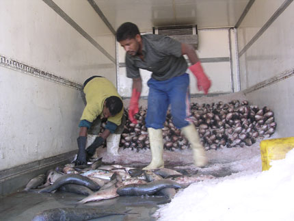 Près du port artisanal de Nouadhibou les camions frigorifiques sont remplis de poisson frais. Grâce à la route, le poisson est acheminé en quelques heures dans la capitale Nouakchott et même jusqu’au Sénégal.(Photo : Marie-Pierre Olphand/RFI)