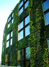 Mur végétal conçu par Patrick Blanc.Photo : Yves Bellier