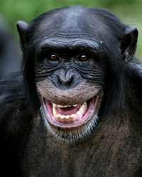 Des chimpanzés sauvages du Cameroun ont été identifiés comme porteurs sains d’un virus qui a vraisemblablement été à l’origine de l’apparition du VIH.(Photo : AFP)