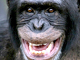 Des chimpanzés sauvages du Cameroun ont été identifiés comme porteurs sains d’un virus qui a vraisemblablement été à l’origine de l’apparition du VIH.(Photo : AFP)