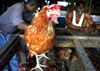 L’aviculture en Côte d’Ivoire fait vivre directement et indirectement plus d’un million d’habitants. Les autorités ivoiriennes affirment qu'à ce jour, l'épizootie de grippe aviaire est limitée au district d'Abidjan.(Photo : AFP)
