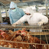Dans tous les cas et quels que soient les intermédiaires, les experts estiment inévitable que le H5N1 continue à se propager.(Photo : AFP)