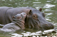 L'hippopotame vient d'entrer sur la liste des espèces menacées de disparition.(Photo : AFP)