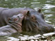 L'hippopotame vient d'entrer sur la liste des espèces menacées de disparition. 

		(Photo : AFP)