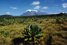 Le mont Kilimandjaro (Tanzanie) est au patrimoine mondial de l'humanité depuis 1987.(Photo: Unesco/C.Lubbert)