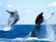 Des baleines à bosse dans l'océan Pacifique. Durant l'hiver austral, environ 500 de ces mammifères marins viennent se reproduire dans les eaux chaudes du lagon de La Nouvelle-Calédonie. 

		(Photo : AFP)