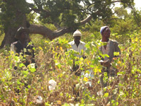 Au-delà du choix des OGM, la filière africaine du coton a du mal à s’en sortir. 

		(Photo: Monique Mas/RFI)