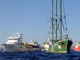 Une vingtaine de bateaux ont empêché le navire de Greenpeace (en vert) d'accoster dans le Vieux-Port de Marseille.(Photo : AFP)