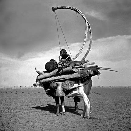 Les nomades transportent leur tente lors des grands déplacements. Les arceaux, igegan, sont montés deux par deux sur un bœuf. Les arcs se dressent dans le ciel pour se rejoindre au sommet : ils forment d'immenses harpes qui auraient perdu leurs cordes. Région de Marandet en août 1962. &#13;&#10;&#13;&#10;&#9;&#9; ©IRD/Edmond Bernus