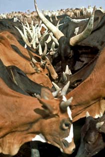 Troupeau de vaches s'abreuvant dans des abreuvoirs en zinc, installés près des puits. Les stations de pompage de l'eau, équipées d'abreuvoirs en zinc, deviennent des points de concentration des troupeaux, les effets du surpâturage sont visibles dans le paysage. Juillet 1976 &#13;&#10;&#13;&#10;&#9;&#9; ©IRD/Edmond Bernus