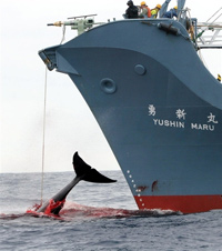 L'Islande, le Japon et la Norvège sont les trois nations baleinières favorables à la chasse aux cétacés. 

		(Photo : AFP)