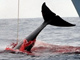 L'Islande, le Japon et la Norvège sont les trois nations baleinières favorables à la chasse aux cétacés. 

		(Photo : AFP)