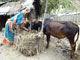 La Grameen Bank compte 6,61 millions de clients dont 96% de femmes. Grâce au microcrédit, cette Bangladaise a pu obtenir un prêt pour acheter des vaches. 

		(Photo : AFP)