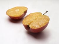 Anthony van den Bossche «<em>orange pomme</em>», exposition «<em>Eden ADN</em>». &#13;&#10;&#13;&#10;&#9;&#9;(Photo : Merijn Bolink)