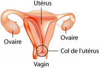 Représentation graphique du col de l'utérus. 

		(Photo : http://www.eccce-cervical-cancer.org)
