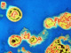 Virus VIH2 (HIV2), au bord d'un lymphocyte. 

		(Photo: AFP)