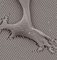 La «cellule fakir», vue en microscopie électronique, se déplace sur un tapis de minuscules piliers. Chaque pilier de cette surface artificiellement créée par les chercheurs joue le rôle de capteur de forces mises en jeu lors du déplacement de la cellule. La distance entre les piliers est de 1&nbsp;µm, de façon à constituer une surface suffisamment dense. &#13;&#10;&#13;&#10;&#9;&#9;(Photo : CNRS Photothèque / Benoît Ladoux)