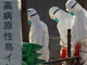 12 000 poulets ont été incinérés au Japon à Kiyotake dans une ferme de la préfecture de Miyazaki, suite à la découverte du virus H5N1. 

		(Photo : AFP)