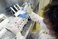 Des tests pratiqués par le laboratoire national hongrois ont confirmé la présence d'un virus H5 «hautement pathogène» de la grippe aviaire dans un élevage d'oies du sud-est du pays. 

		(Photo : AFP)
