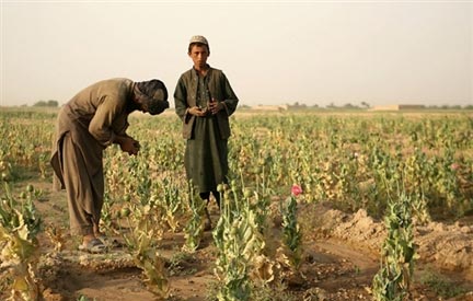 L’Union européenne veut financer un programme pour combattre la production d’opium, une des principales ressources de l’Afghanistan qui fournit 90% du marché mondial. (Photo : AFP)