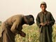 Afghans dans un champ de pavot.(Photo : AFP)