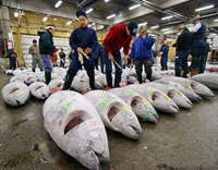 Pièces congelées de thon sur un marché de Tokyo au Japon. 

		(Photo: AFP)