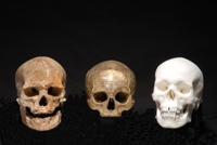 De gauche à droite : crâne de l'Homme de Cro-Magnon 1, 30 000 ans av. J.C., crâne de René Descartes (1596-1650), moulage du crâne de Lilian Thuram, 2007. (Photo : Daniel Ponsard / Musée de l'Homme)