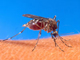 Moustique porteur du paludisme 

		DR