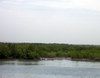 Le Wilis remonte le fleuve Casamance aux rivages mangés par la mangrove. &#13;&#10;&#13;&#10;&#9;&#9;(Photo : S. Biville / RFI)