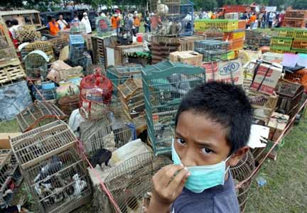 L'Indonésie reste le pays le plus touché par la maladie en termes de mortalité humaine, mais aussi, la seule nation où la transmisssion interhumaine a été confirmée par des analyses en laboratoire. 

		(Photo : AFP)