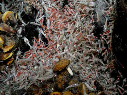 Essaim de crevettes Rimicaris sur le site hydrothermal Logatchev. Ifremer/Serpentine 2007
