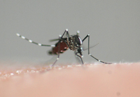 Le moustique du chikungunya (Aedes) © M. Dukhan / IRD