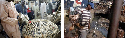 Le Nigeria est le premier pays du continent africain à avoir été victime de la grippe aviaire. &#13;&#10;&#13;&#10;&#9;&#9;(Photo : AFP)