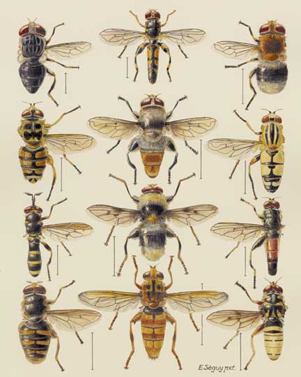 Planches de diptères d’Europe d’Eugène Séguy. © Alain Germond / Muséum d’Histoire naturelle Neuchatel