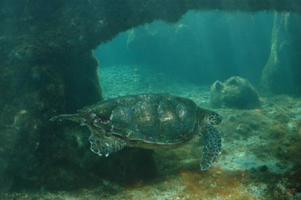   La tortue marine passe sa nuit posée au fond du bassin. &#13;&#10;&#13;&#10;&#9;&#9;(Photo : A.Cassim)