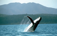 Le spectre de la reprise active de la chasse menace les baleines. 

		(Photo : AFP)