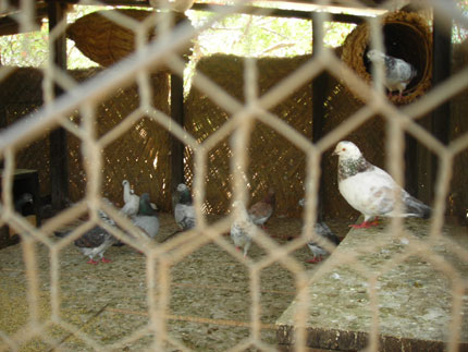 Pigeons au camping le pharaon, où la grippe aviaire est apparue en mars 2006. &#13;&#10;&#13;&#10;&#9;&#9;(photo:Vladimir Cagnolari)
